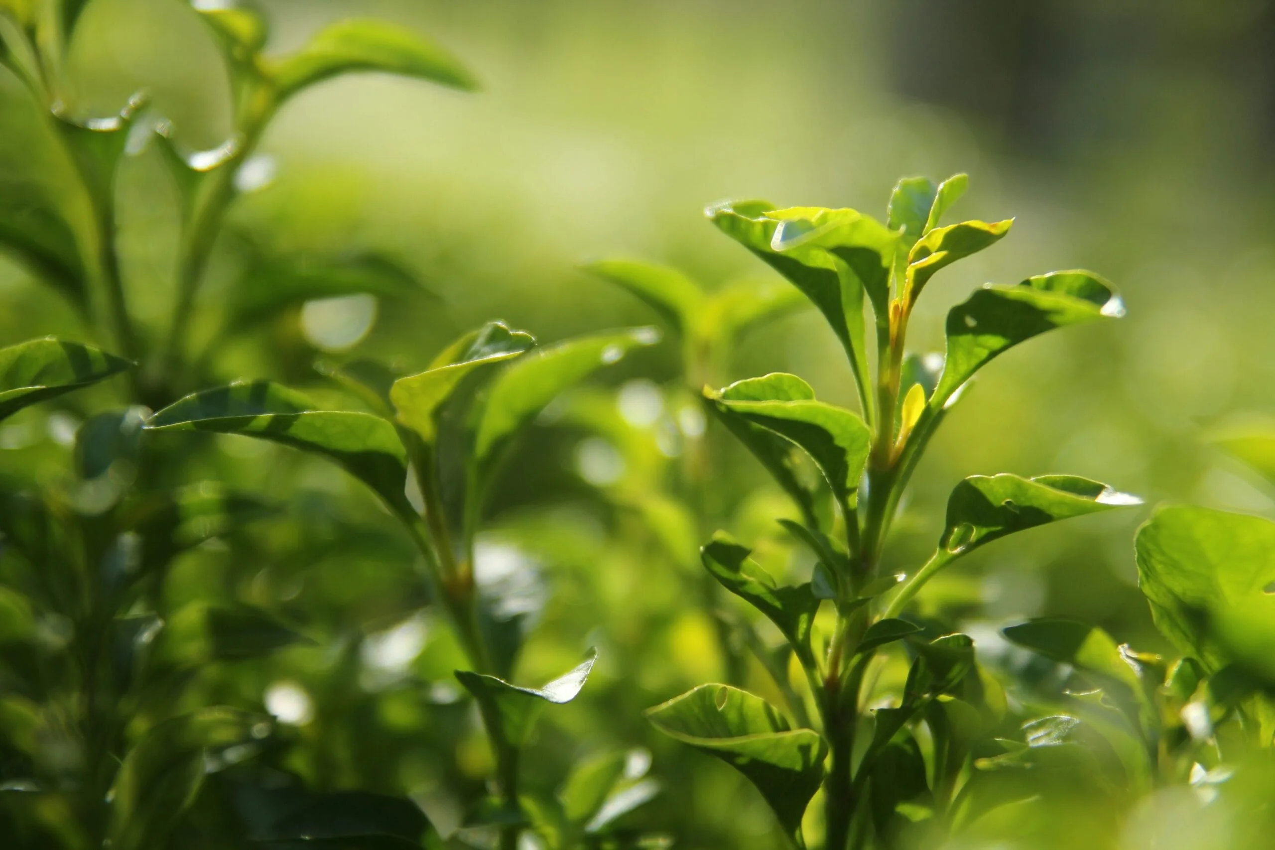 Brewing Method of Bulang Mountain Pu'er Tea 2 green plant in close up photography