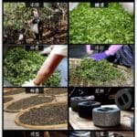 A Brief History of Pu’er Tea Development/普洱茶发展简史