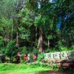 How to Brew YM Jingmai Mountain Pu’er Tea to Bring Out Its Mysterious Flavor