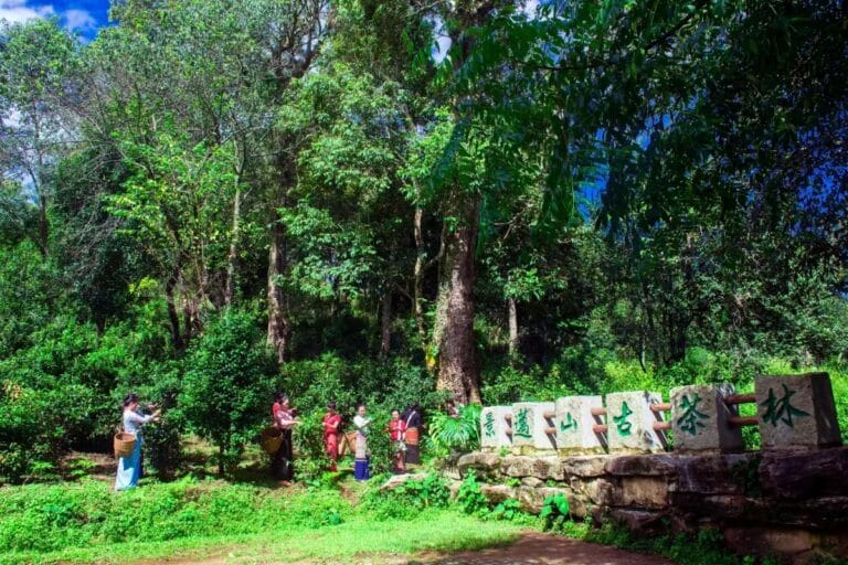 Organic Pu'er Tea Garden