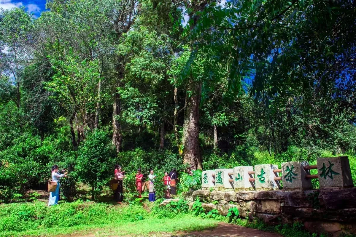 Organic Pu'er Tea Garden