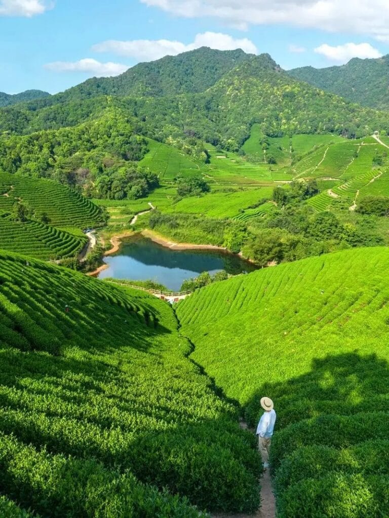 In the future, everyone should drink tea 6 mmexport1733222559944 YM&T