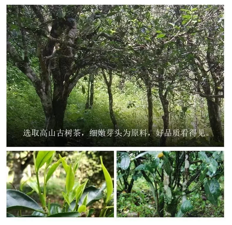 About Us:Buy Tea with Confidence, Make Tea Easier | Premium Puerh Tea and Black Tea Wholesaler 1 Wholesale Exporter of Puerh Tea and Black Tea Source