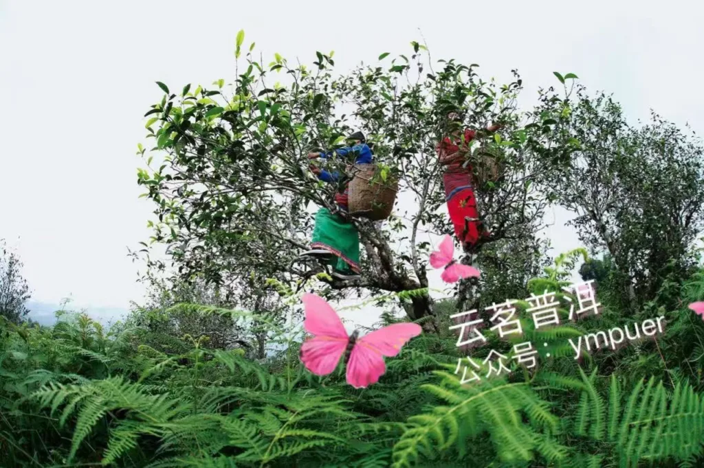 Little knowledge about Pu'er tea 6 1000000904 YM&T