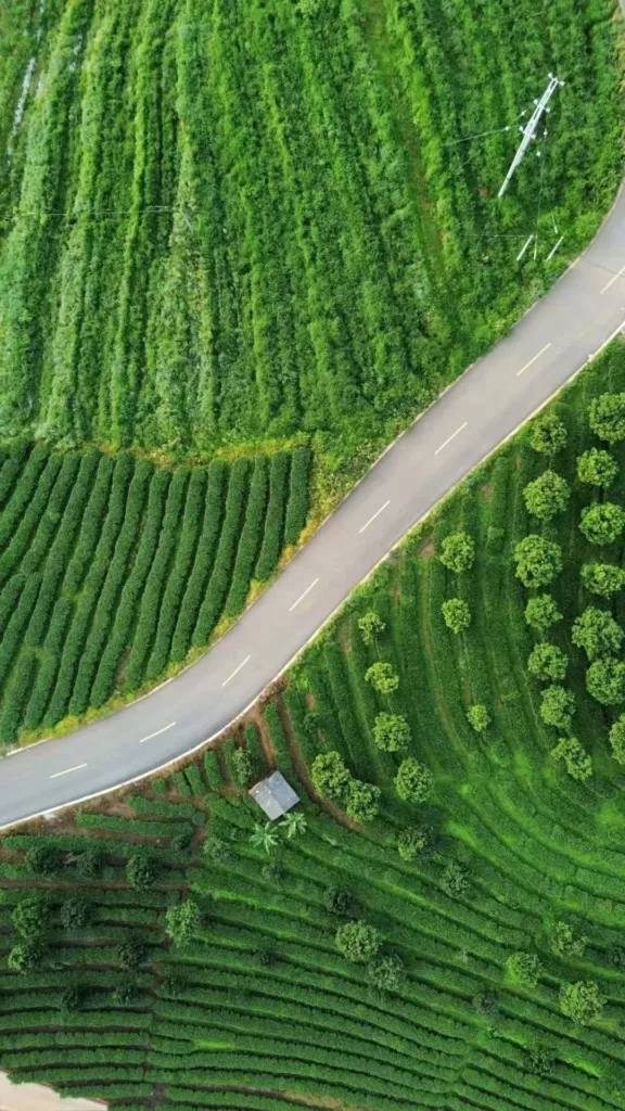 How do you brew Imperial Pu-erh tea? 3 Organic Pu'er Tea Garden