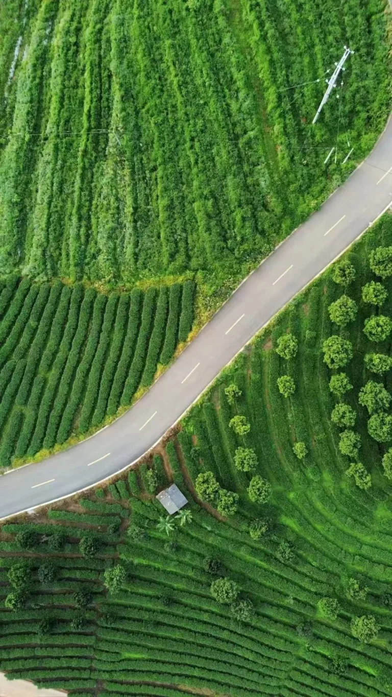 Organic Pu'er Tea Garden