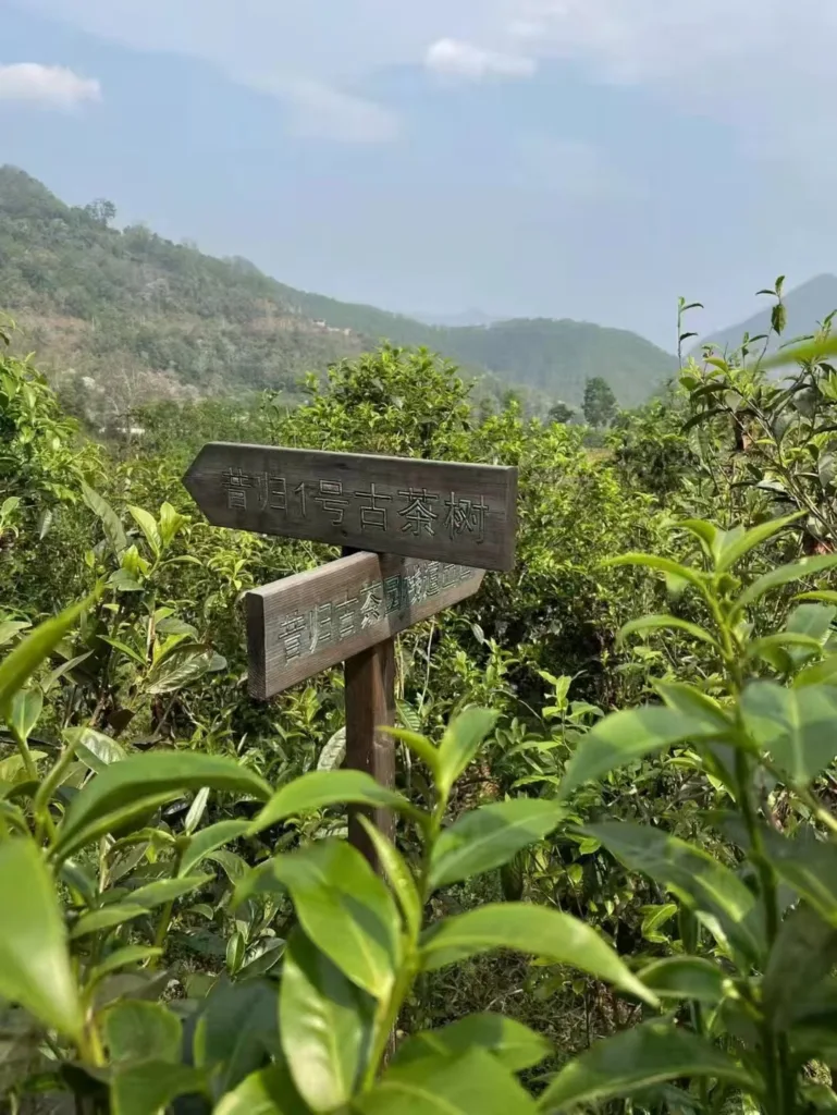 Does Pu'er tea have medicinal value? 8 Organic Pu'er Tea Garden