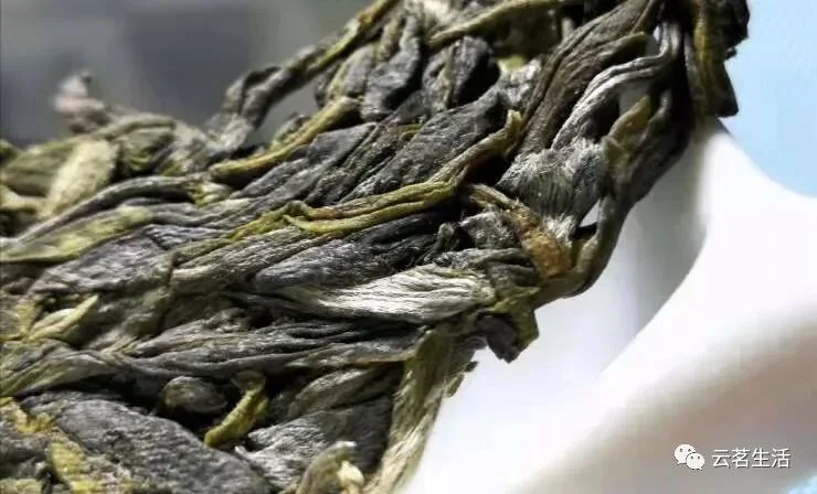 What exactly are the golden buds of Pu'er? 4 微信图片 2025 09 29 125002 136 YM&T