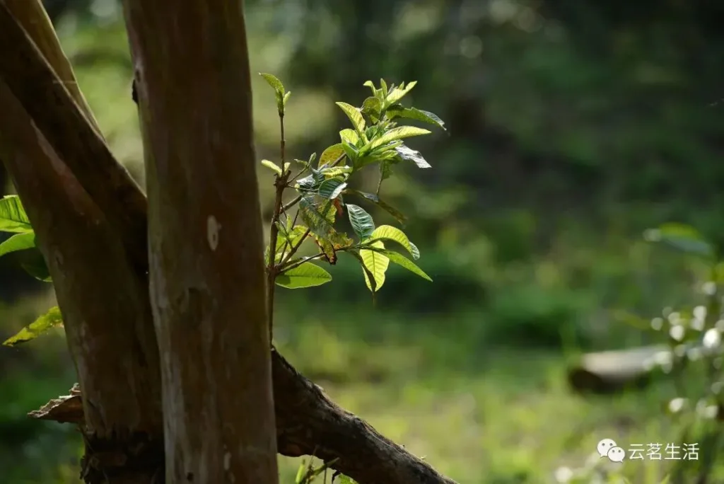 微信图片 2025 10 21 083812 255 YM&T