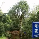 Why choose YMTEA? What are the ‘invisible competitive advantages’ behind European tea merchants?