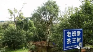 Why choose YMTEA? What are the ‘invisible competitive advantages’ behind European tea merchants?