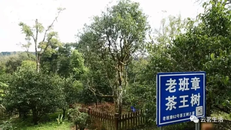 Loose leaf tea wholesale China