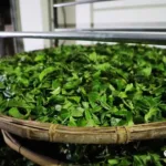 How should elderly people choose the most suitable tea?