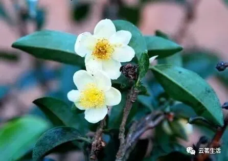 Do you know what treasures tea leaves have? 2 微信图片 2025 11 24 120258 322 YM&T