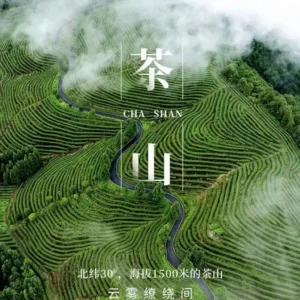 Why is “Micro-Relaxation” With Puerh Becoming the New Mental Health Essential in Cities?
