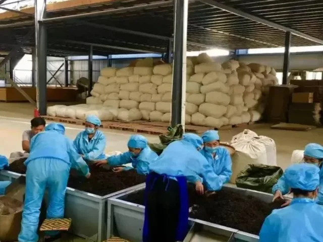 Wholesale aged Pu-erh tea