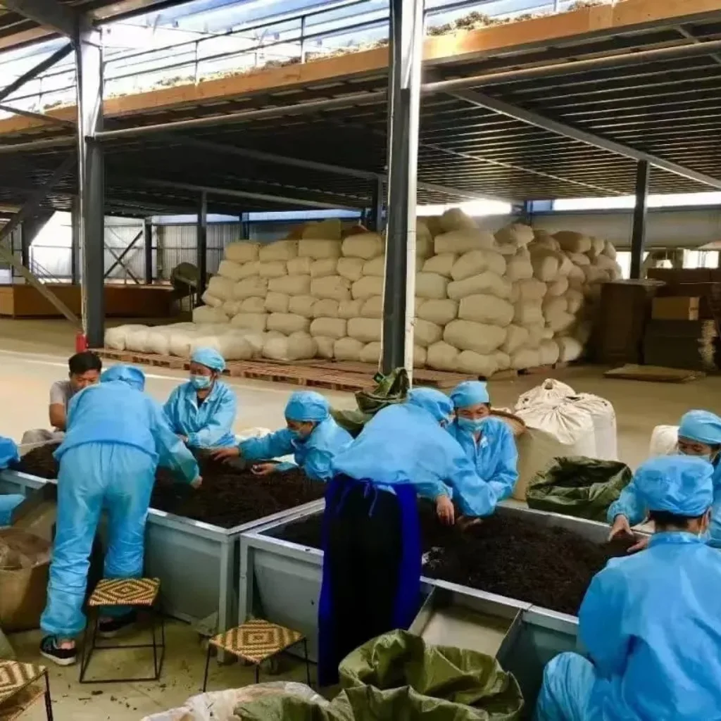 Suppliers of Puerh Tea, Black Tea