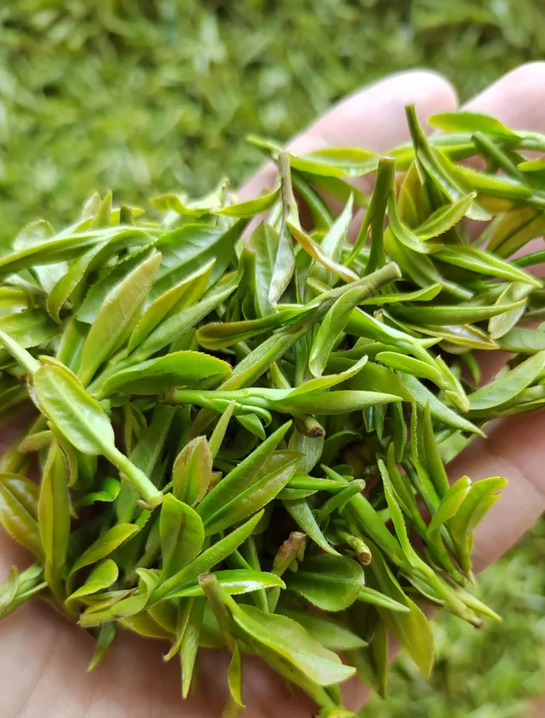 How to Brew Chinese Green Tea (Dragon Well): The Art of Simplicity