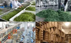 Why European Tea Buyers are Shifting from Japanese Matcha to Chinese Dian Cha？
