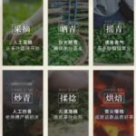The Promise of Terroir: A Transparent Journey from Ancient Yunnan Tea Mountains to the European Teacup