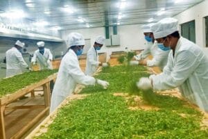 Why More European Tea Buyers Are Bypassing Local Agents: The Profit Secrets of B2B Direct Sourcing