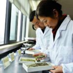 EU Tea Compliance: How a Professional Yunnan Tea Supplier Supports European Buyers